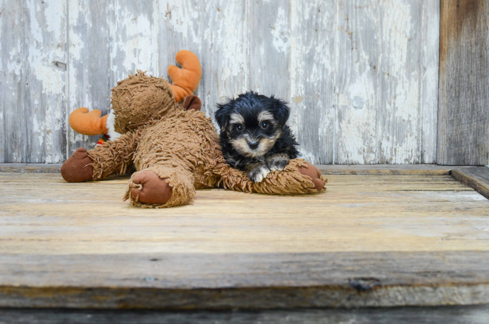 Morkie Puppy for Adoption