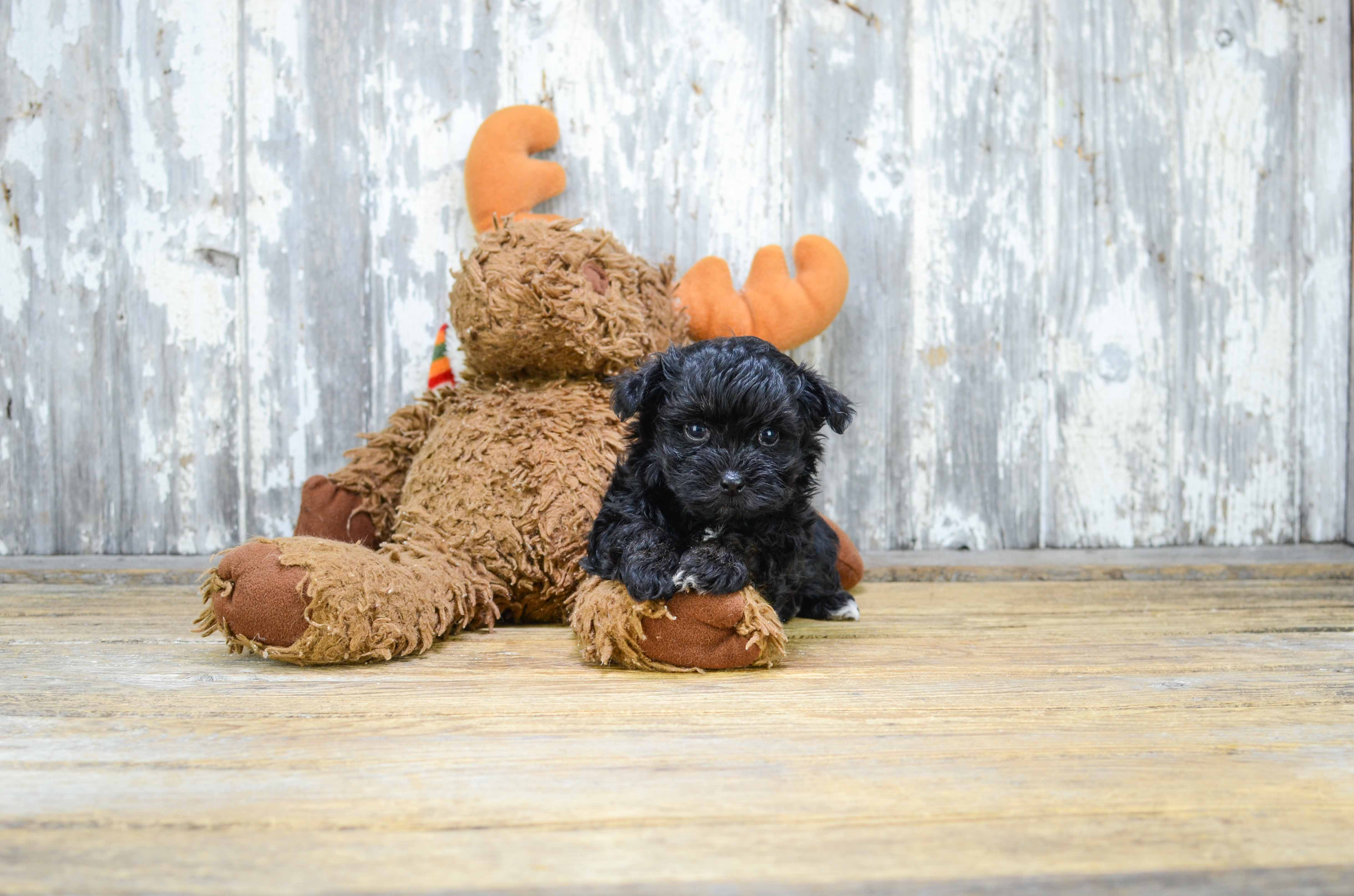 Maltipoo Pup Being Cute