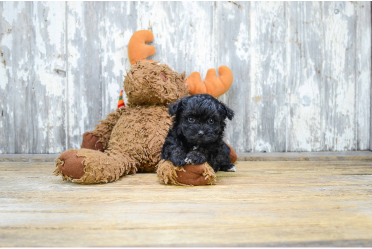 Maltipoo Pup Being Cute