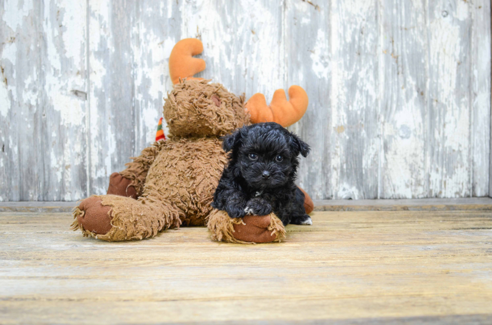 Maltipoo Pup Being Cute