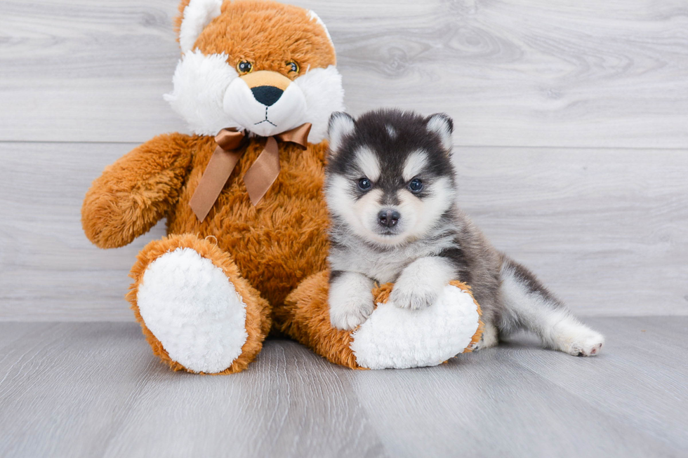 Funny Pomsky Designer Pup