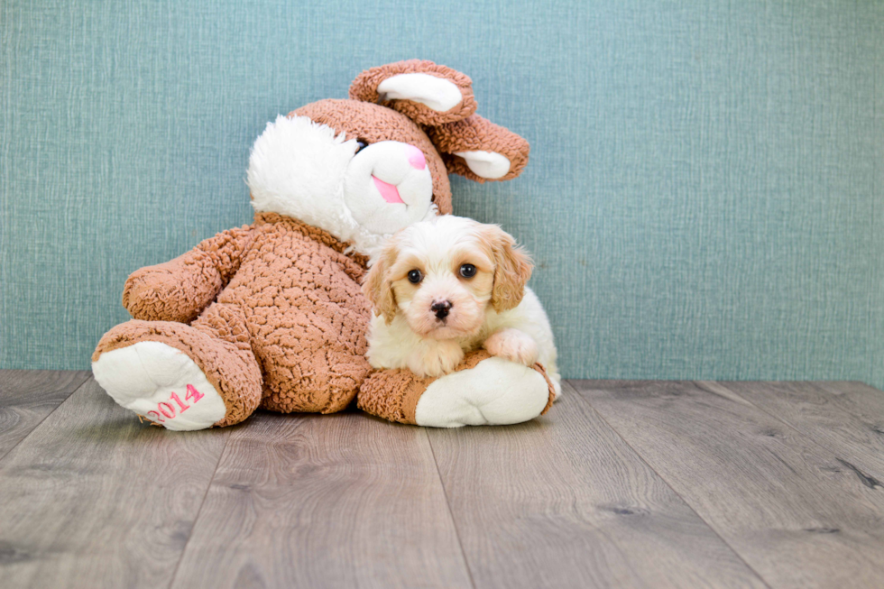 Best Cavachon Baby