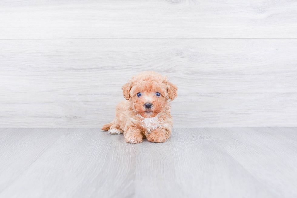 Havanese Pup Being Cute