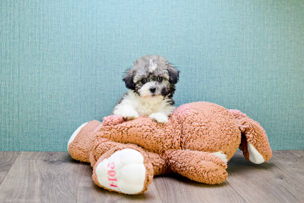 Havanese Puppy for Adoption