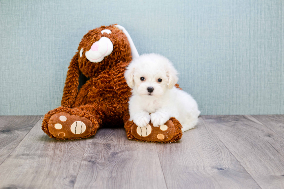 Energetic Maltese Poodle Poodle Mix Puppy