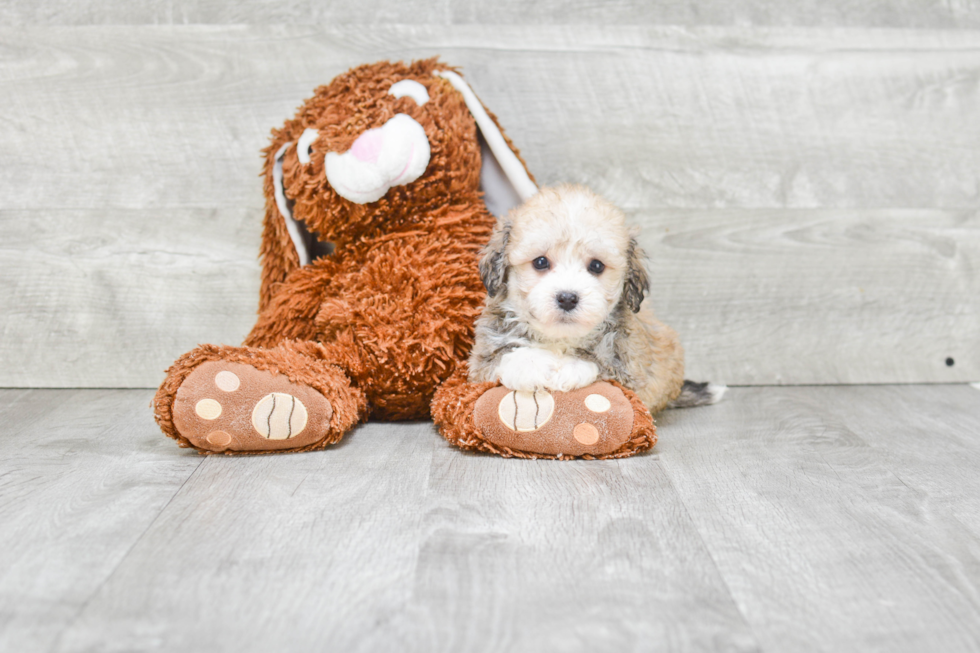 Happy Havanese Purebred Puppy