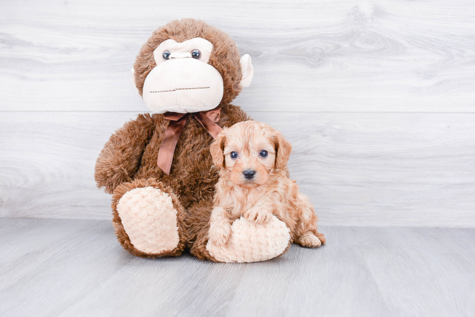 Adorable Cavoodle Poodle Mix Puppy