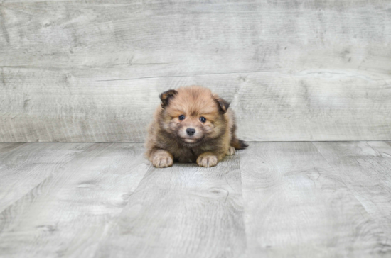 Akc Registered Pomeranian Baby