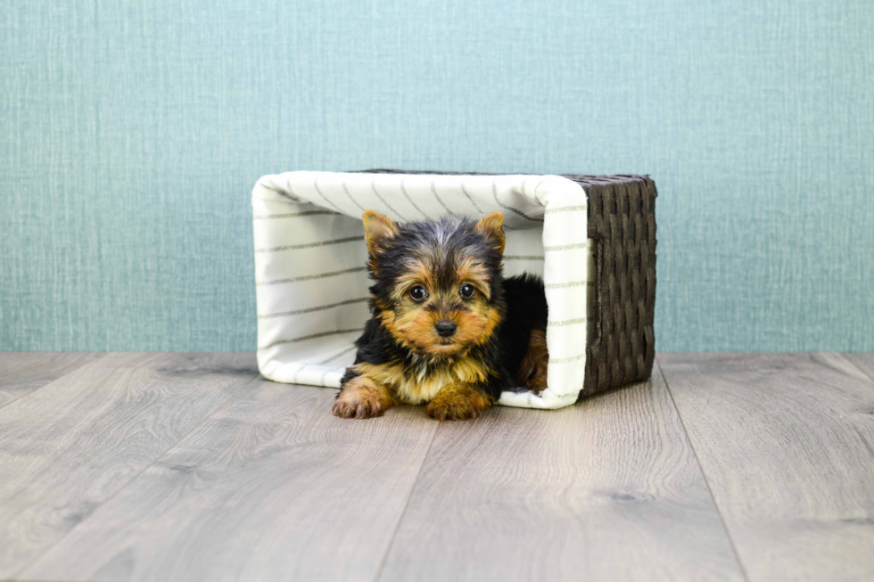 Meet Micro-Teacup-Victoria - our Yorkshire Terrier Puppy Photo 