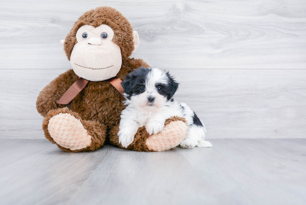 Teddy Bear Pup Being Cute