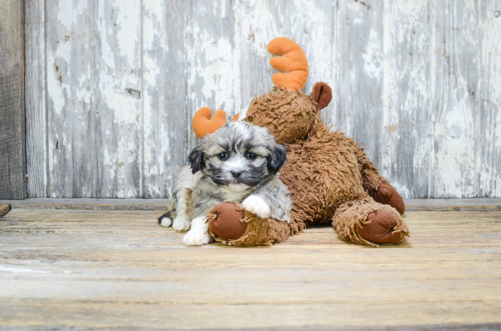 Adorable Shichon Designer Puppy