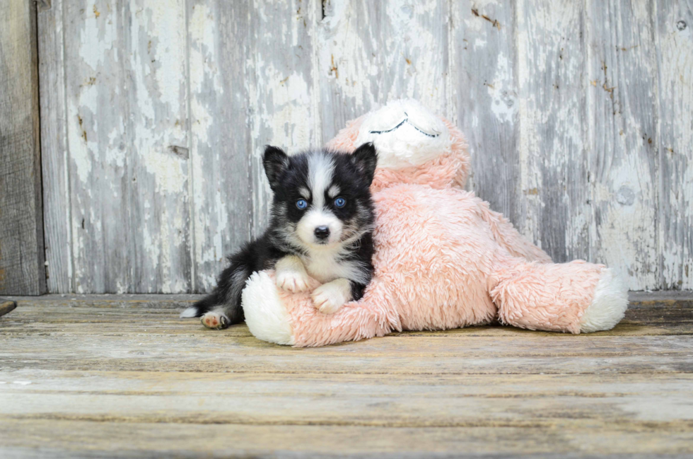 Best Pomsky Baby