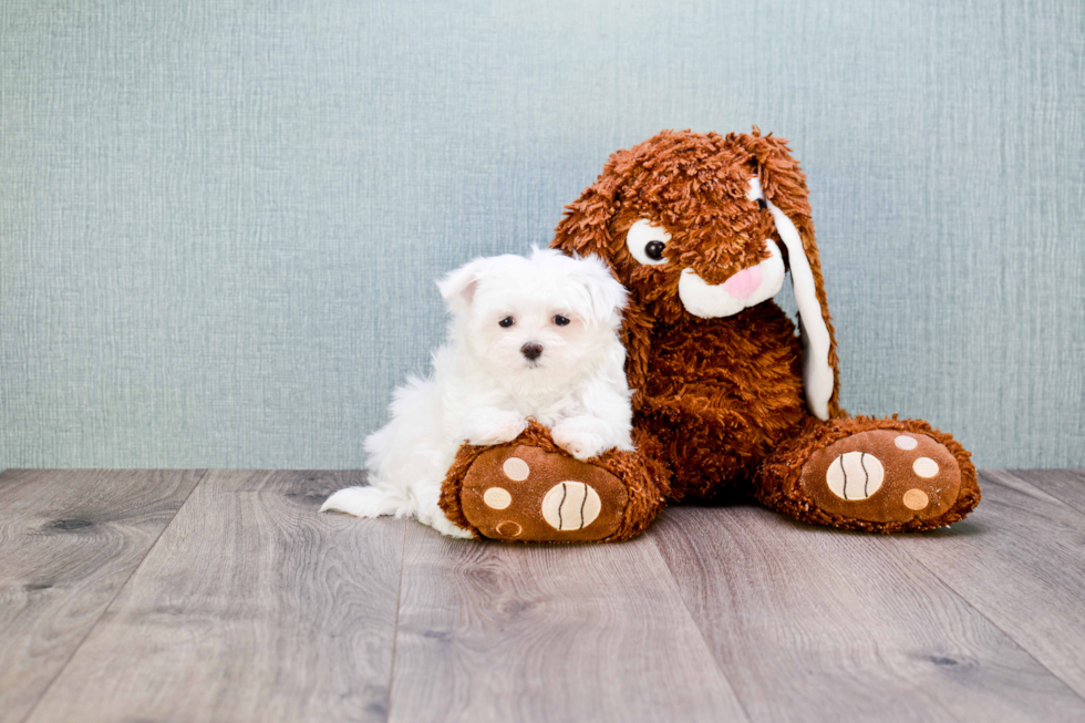 Maltese Pup Being Cute