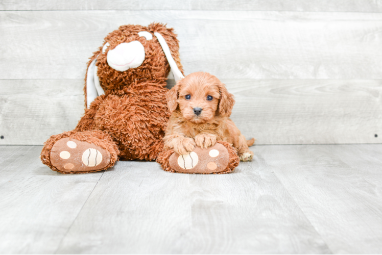 Best Cavapoo Baby