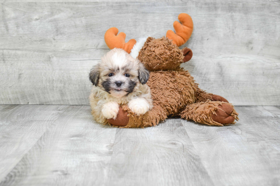 Teddy Bear Pup Being Cute