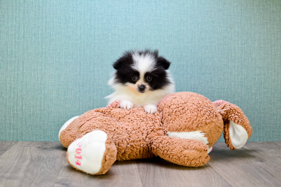 Pomeranian Pup Being Cute