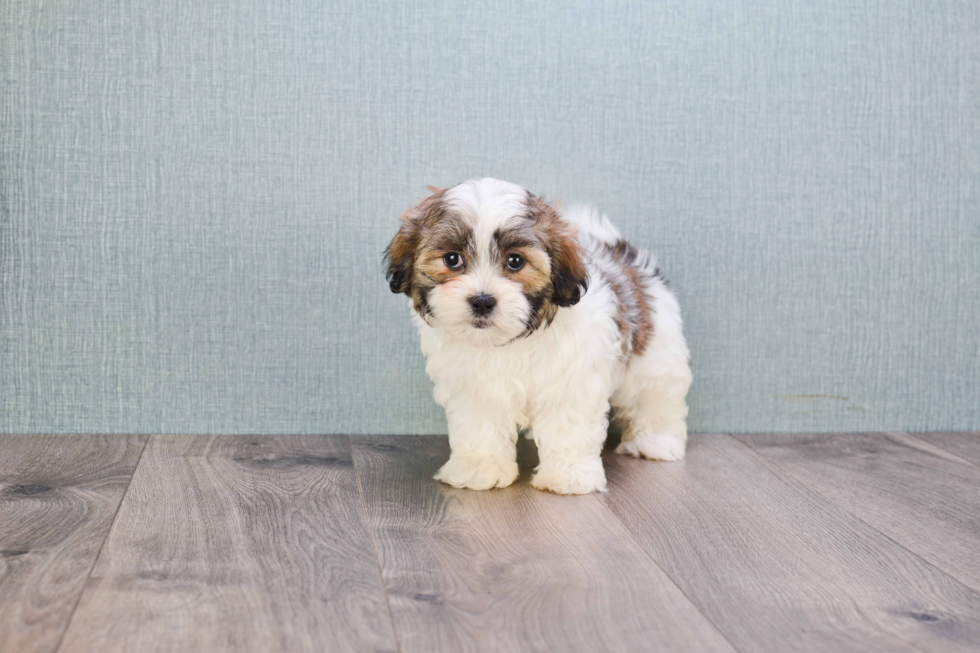 Popular Teddy Bear Designer Pup