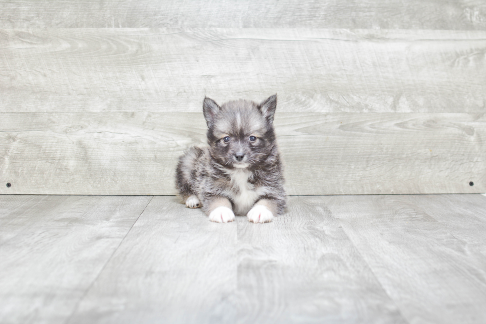 Pomsky Pup Being Cute