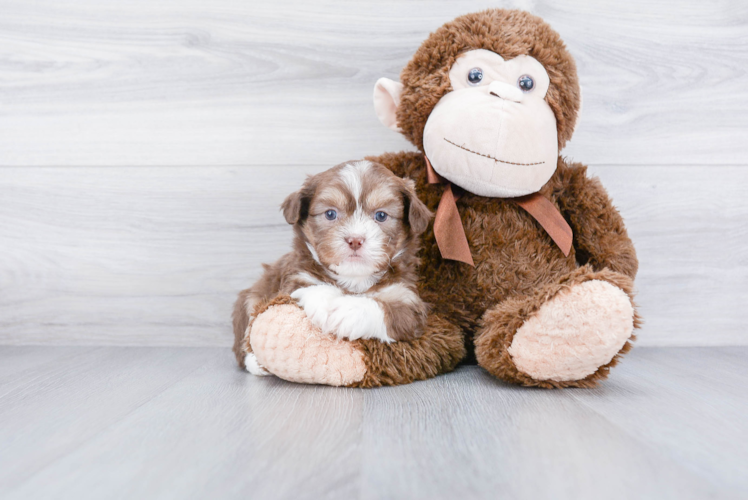 Teddy Bear Pup Being Cute