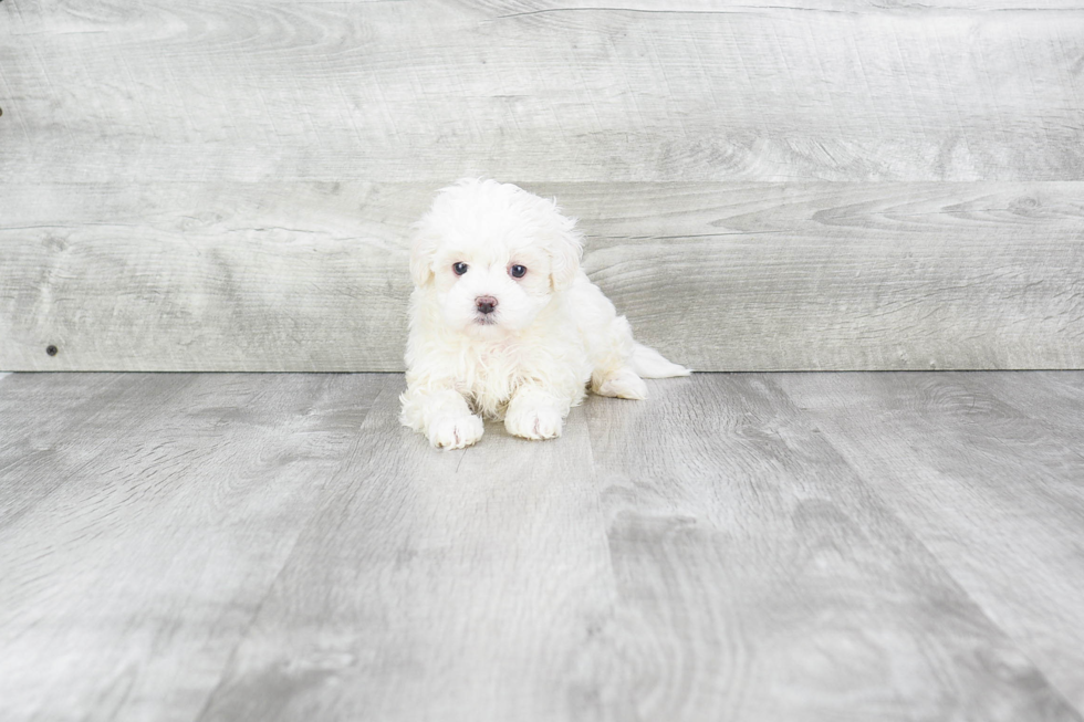 Funny Maltipoo Poodle Mix Pup