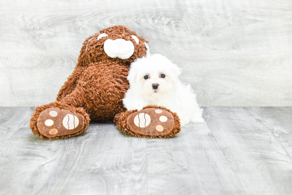 Maltese Puppy for Adoption