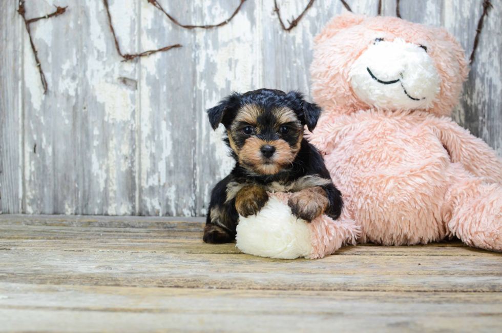 Fluffy Morkie Designer Pup