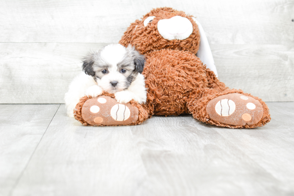 Smart Teddy Bear Designer Pup