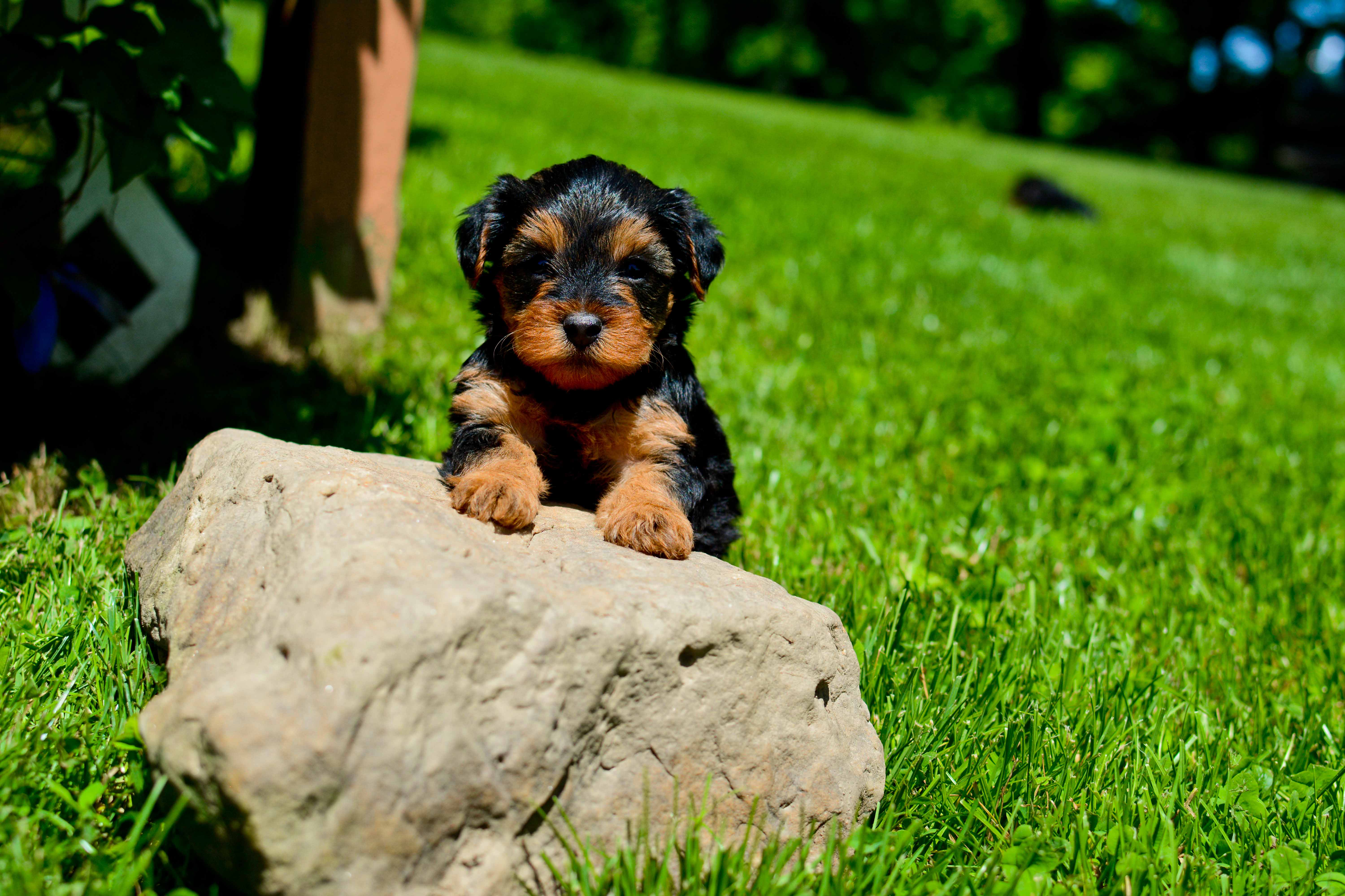 Friendly Yorkie Poo Baby