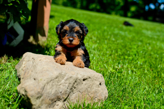 Friendly Yorkie Poo Baby