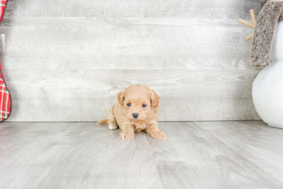 Hypoallergenic Cavalier Designer Puppy