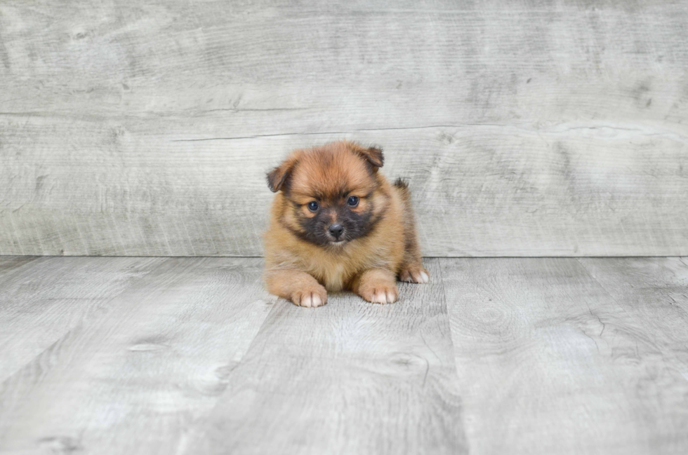 Funny Pomeranian Purebred Pup