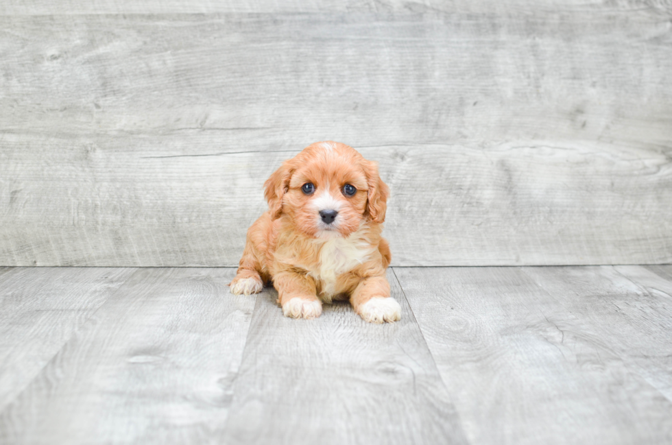 Cavapoo Pup Being Cute