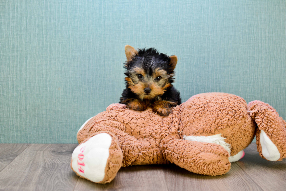 Meet Sebastian - our Yorkshire Terrier Puppy Photo 