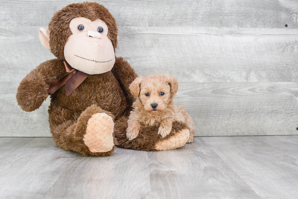 Maltipoo Pup Being Cute