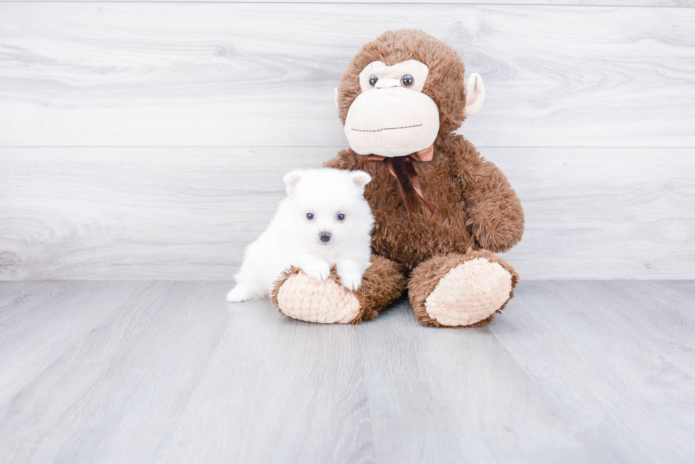 Sweet Pomeranian Purebred Puppy