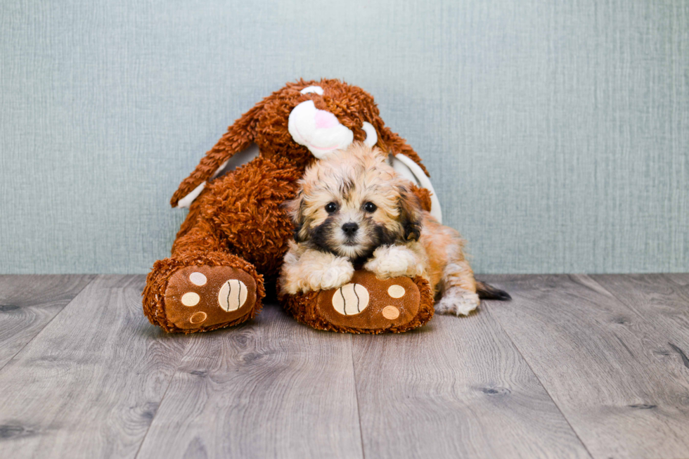 Popular Teddy Bear Designer Pup