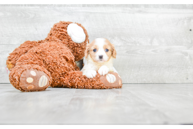 Cavalier King Charles Spaniel Puppy for Adoption