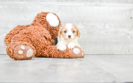 Cavalier King Charles Spaniel Puppy for Adoption