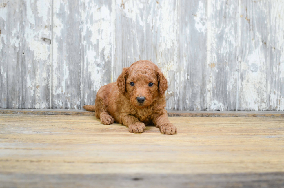 Cute Mini Goldendoodle Baby