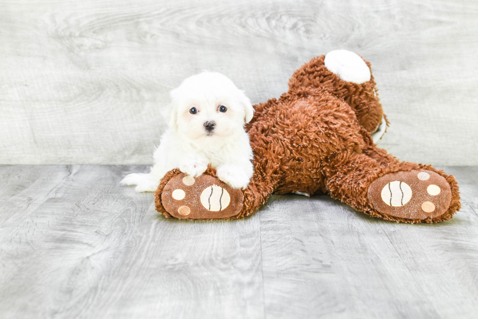 Maltese Pup Being Cute