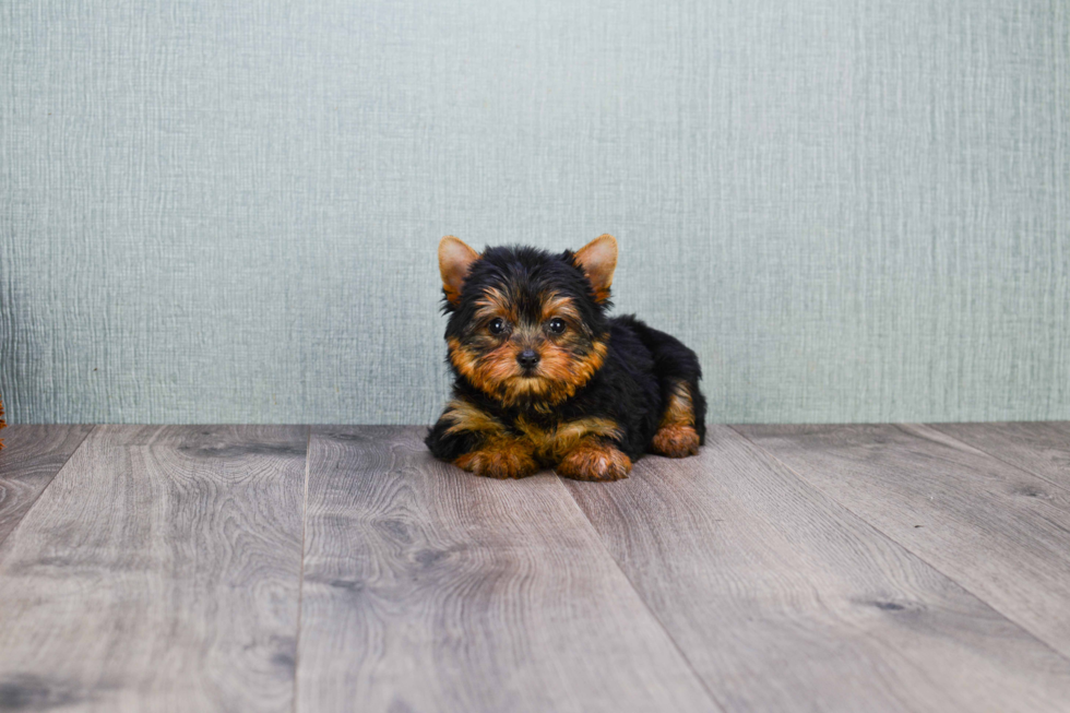 Meet Ronaldo - our Yorkshire Terrier Puppy Photo 