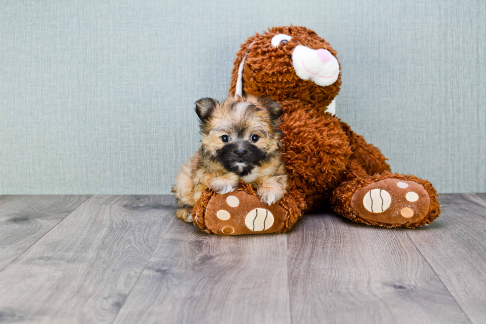 Energetic Yorkie Designer Puppy