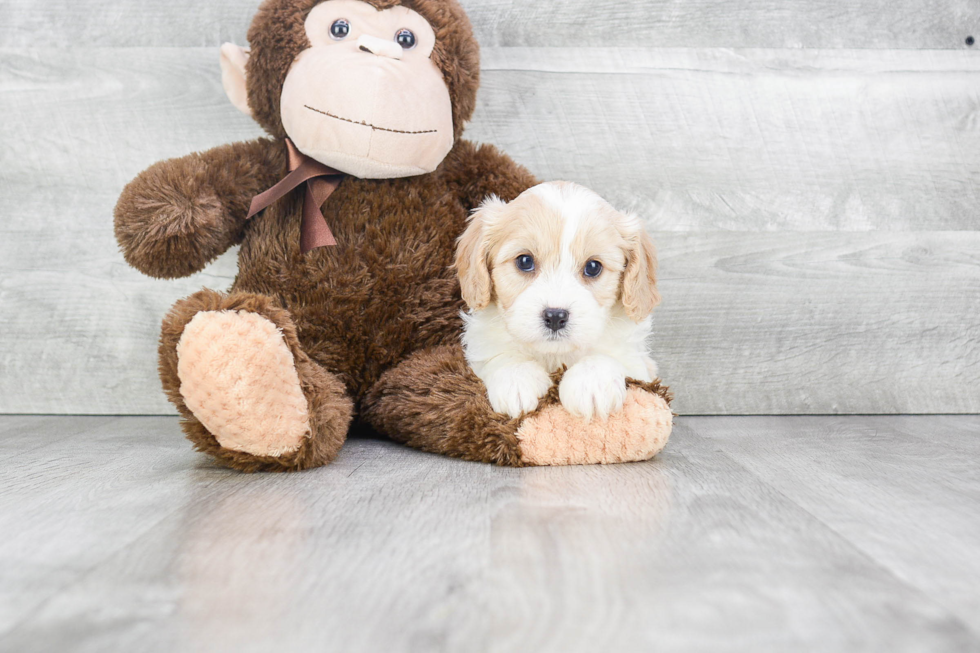 Cavachon Pup Being Cute