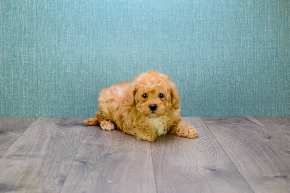 Best Cavapoo Baby