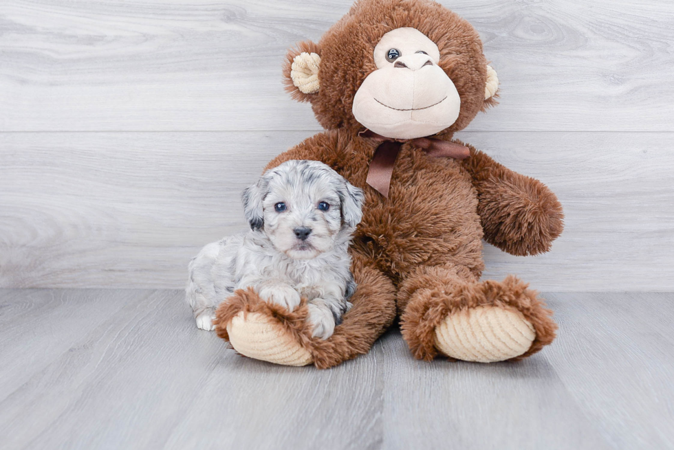 Best Mini Aussiedoodle Baby