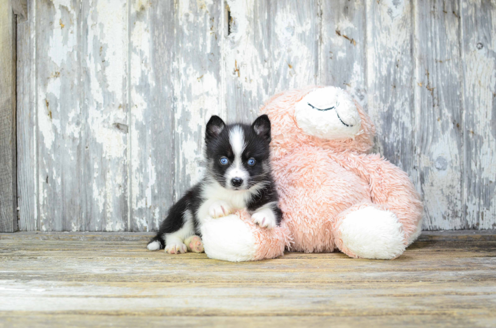 Pomsky Pup Being Cute