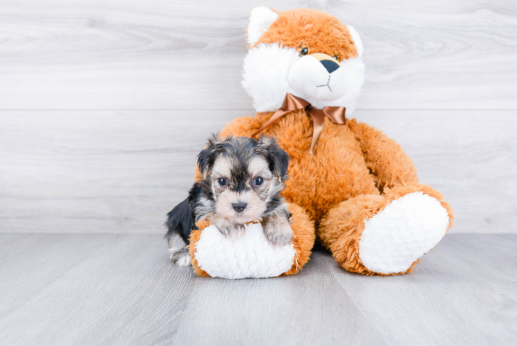 Fluffy Morkie Designer Pup