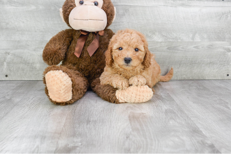 Best Mini Goldendoodle Baby