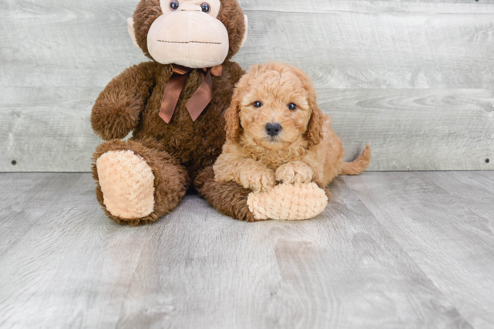 Best Mini Goldendoodle Baby