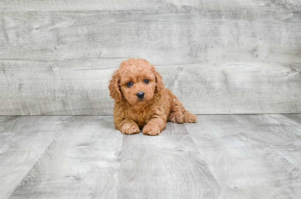 Best Cavapoo Baby